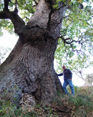 Foto Quercia di Contrada Iannolu