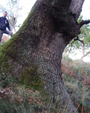 Foto Quercia di Contrada Iannolu