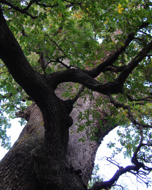 Foto Quercia di Contrada Iannolu