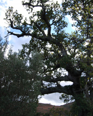 Foto Quercia di Contrada Iannolu