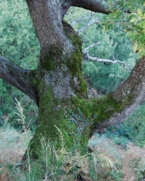 Foto Quercia di Contrada Iannolu