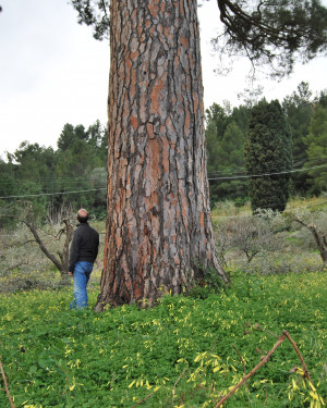 Foto Pino di Reitano