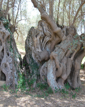 Foto Olivo di Maviti