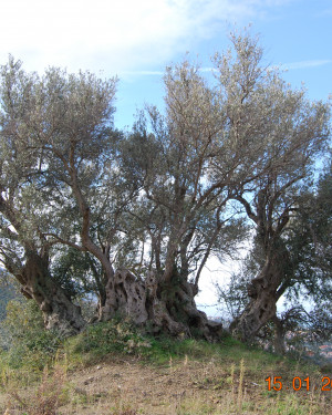 Foto Olivo di Contrada Contura