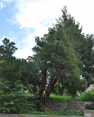 Foto Corbezzolo 2 di Villa Franchina