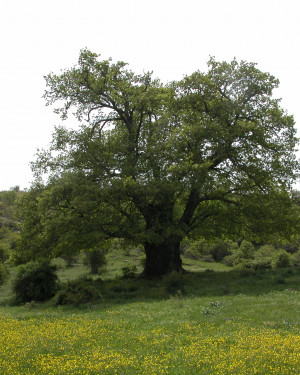 Foto Cerro grande dell'Acquasanta