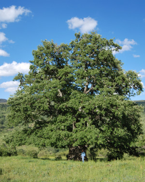 Foto Cerro grande dell'Acquasanta