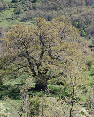 Foto Cerro grande dell'Acquasanta