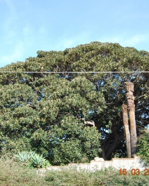 Foto Ficus di Villa Bianco