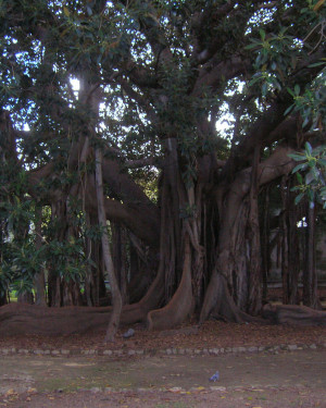 Foto Ficus dell'Orto Botanico