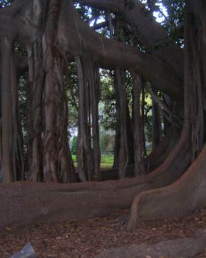 Foto Ficus dell'Orto Botanico