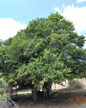 Foto Acero campestre 1 di Foresta Vecchia