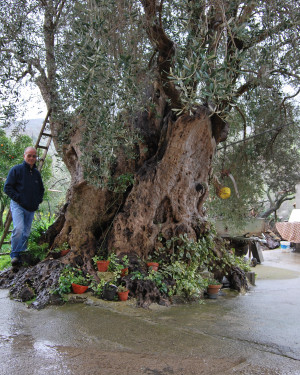 Foto Olivo di Contrada Iria