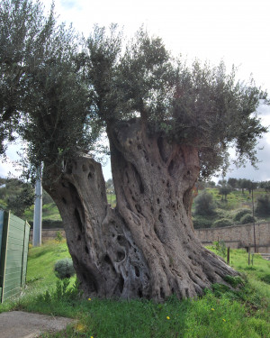 Foto Olivo di Tardara