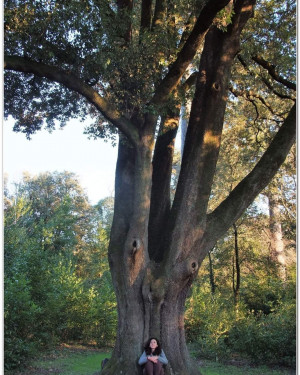 Foto Il Leccio  di Villa  Solaria Torrigiani