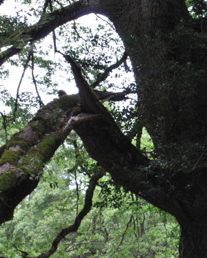 Foto Cerro di Case Moglia