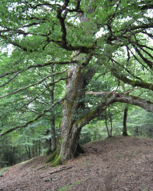 Foto Cerro di Case Moglia