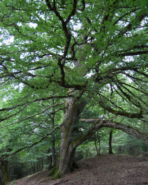 Foto Cerro di Case Moglia