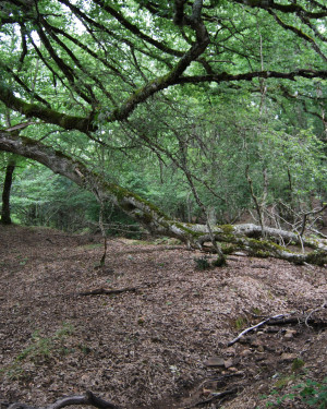 Foto Cerro di Case Moglia