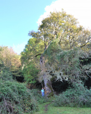 Foto Acero campestre di Contrada Corvotto N. 1