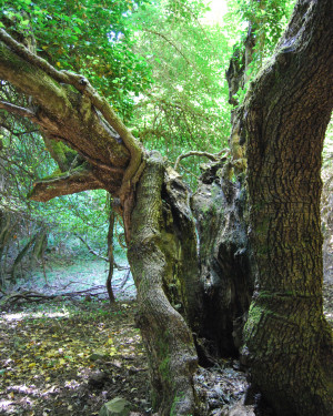 Foto Acero campestre di Contrada Corvotto N. 2