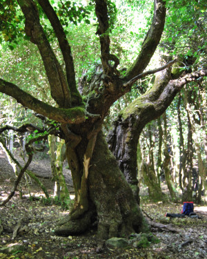 Foto Acero campestre di Contrada Corvotto N. 2