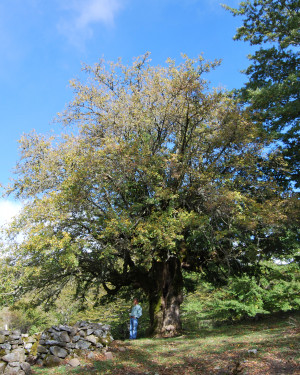 Foto Acero campestre di San Fratello 1