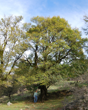 Foto Acero campestre di San Fratello 2