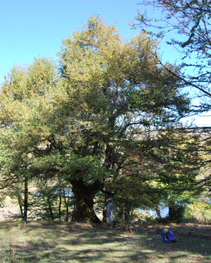 Foto Acero campestre di Contrada Cartolari 1