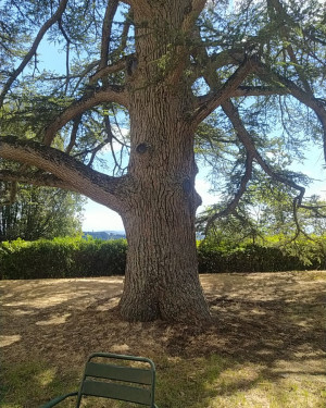 Foto Il Cedro di S. Maria Novella