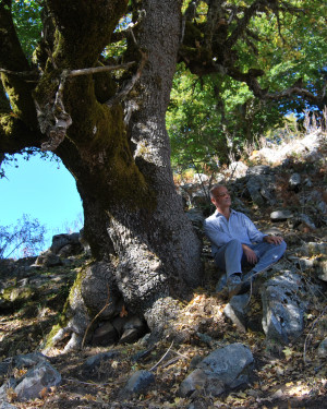 Foto Acero campestre di Cartolari 3