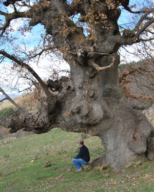 Foto Quercia di Contrada Segheria