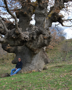 Foto Quercia di Contrada Segheria