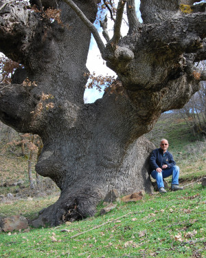 Foto Quercia di Contrada Segheria