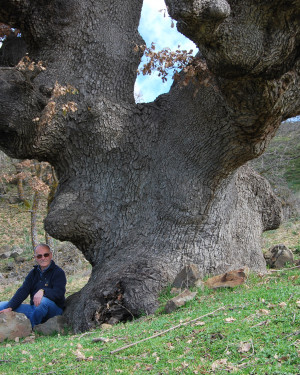 Foto Quercia di Contrada Segheria