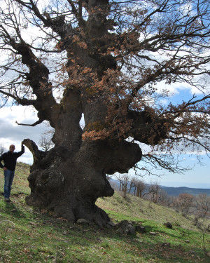 Foto Quercia di Contrada Segheria