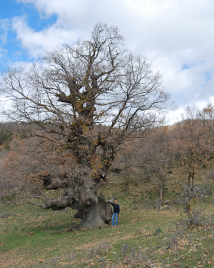 Foto Quercia di Contrada Segheria