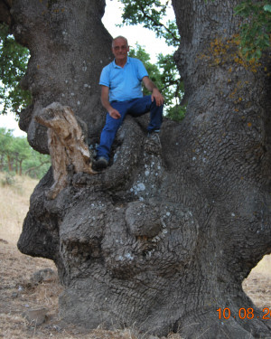 Foto Quercia di Contrada Segheria