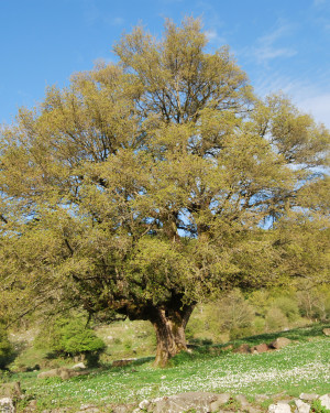 Foto Acero campestre 1 di Bosco Mangalavite