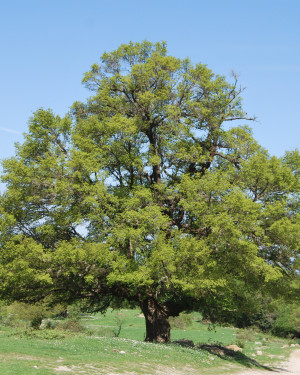 Foto Acero campestre 1 di Bosco Mangalavite