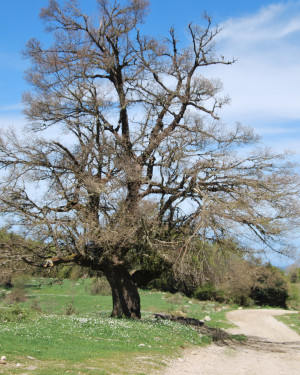 Foto Acero campestre 1 di Bosco Mangalavite