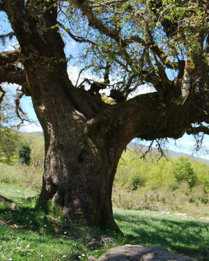 Foto Acero campestre 1 di Bosco Mangalavite