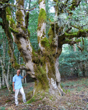 Foto Acero campestre 2 di Bosco Mangalavite