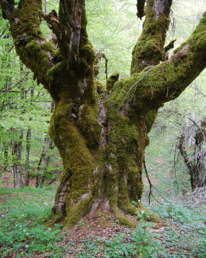 Foto Acero campestre 3 di Bosco Mangalavite