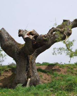 Foto Frassino di Caronia 1