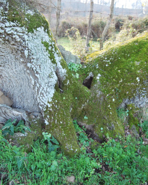 Foto Frassino Naviculare di Militello Rosmarino