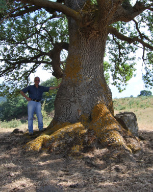 Foto Frassino di Caronia 3