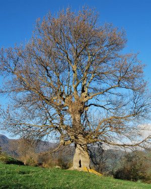 Foto Frassino di Caronia 3