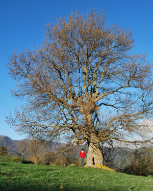 Foto Frassino di Caronia 3