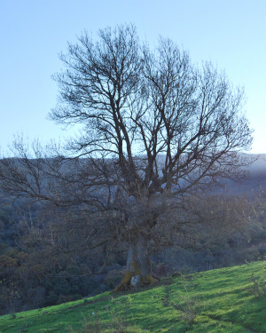 Foto Frassino di Caronia 3